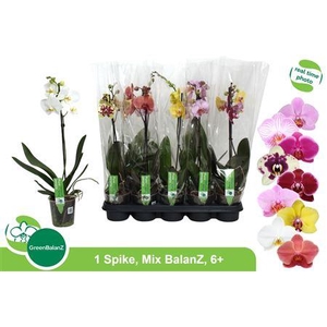 ** Phal Gem 1 Branche 6+