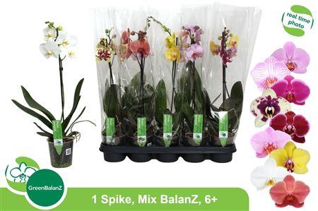 <h4>** Phal Gem 1 Branche 6+</h4>