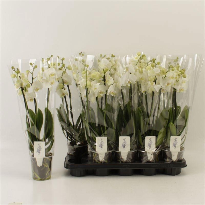 <h4>PHAL OV WIT</h4>