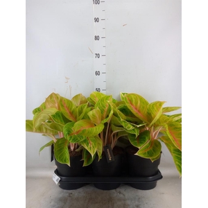 Aglaonema   ...