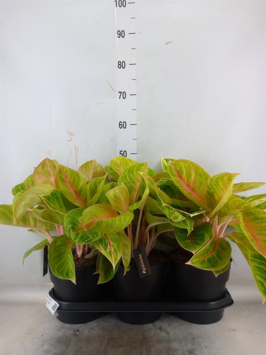 <h4>Aglaonema ...</h4>