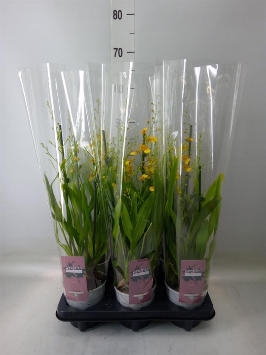 <h4>Orchideeen   ...mix</h4>