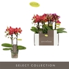 Phalaenopsis Multifloratypes gemengd 5 kleuren