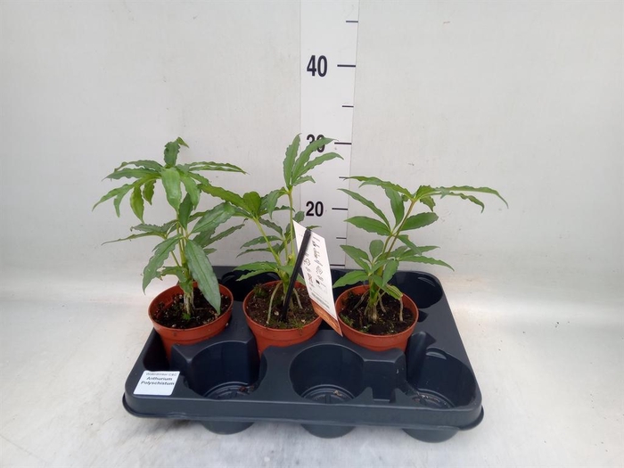 <h4>Anthurium   ...</h4>