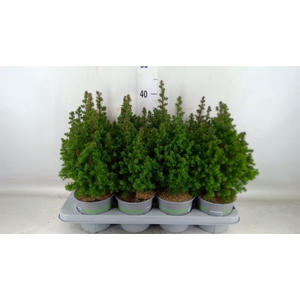 Chamaecyparis thyo. 'Top Point'