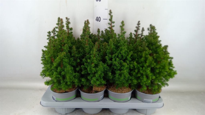 <h4>Chamaecyparis thyo. 'Top Point'</h4>