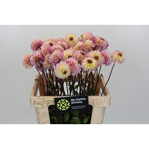 Dahlia Wine Eyed Jill