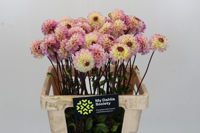 <h4>Dahlia Wine Eyed Jill</h4>