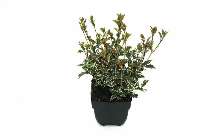 <h4>Osmanthus heterophyllus 'Variegatus' P17</h4>