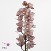 Cymbidium pink claret river master pink