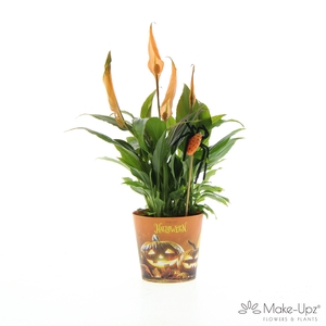 Spathiphyllum 10,5 cm Make-Upz Halloween