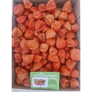Physalis Lampion Los