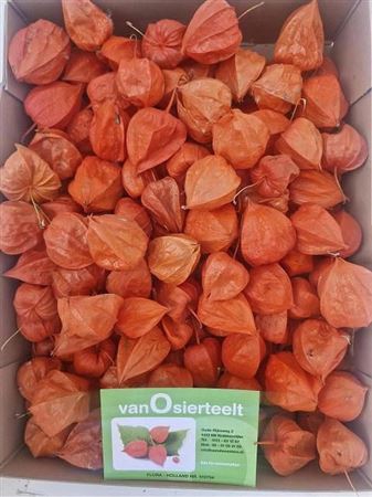 <h4>Physalis Lampion Los</h4>