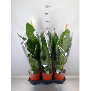 Spathiphyllum  'Bingo Cupido'