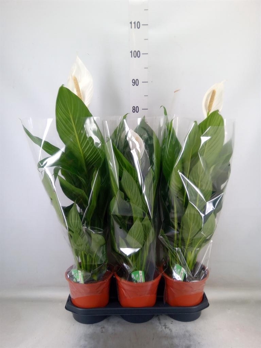 <h4>Spathiphyllum 'Bingo Cupido'</h4>