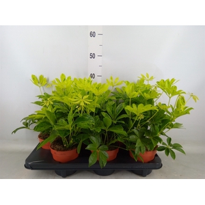 Schefflera arbor.   ...