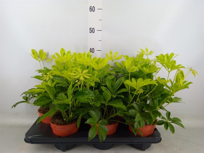 <h4>Schefflera arbor.   ...</h4>