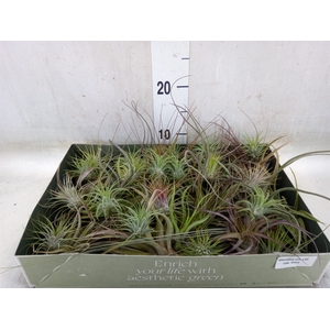 Tillandsia