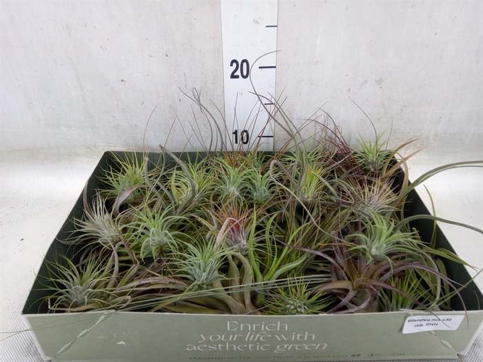 <h4>Tillandsia</h4>