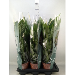 Spathiphyllum  'Vivaldi'