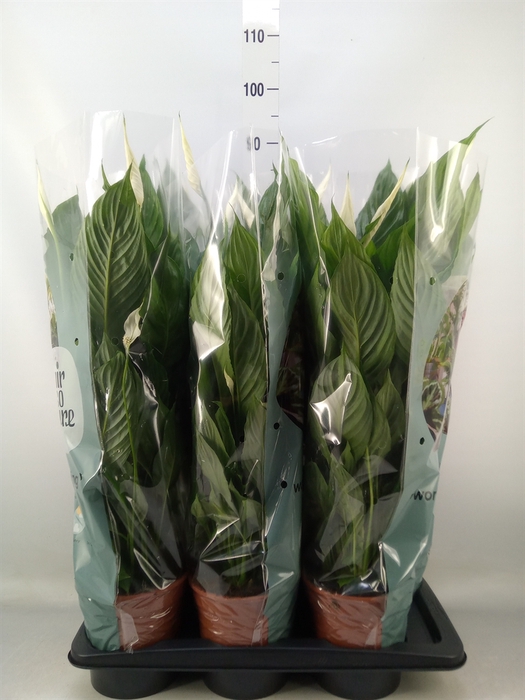 <h4>Spathiphyllum  'Vivaldi'</h4>