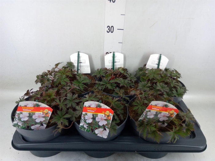 <h4>Geranium   ...</h4>