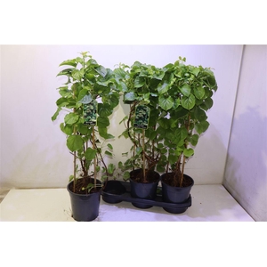 Hydr Petiolaris