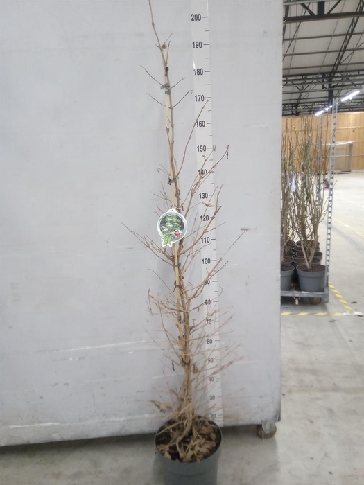 <h4>Viburnum plicatum 'Kilimandjaro'</h4>