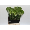 Ornithogalum Mount Fuji