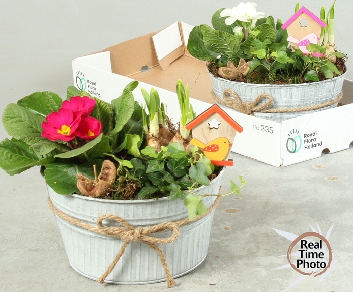 <h4>ARR TUINPLANTEN</h4>