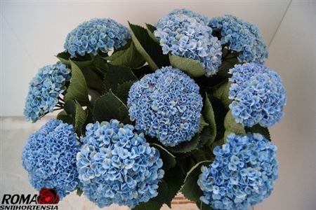 <h4>Hydr M Mag Revolu Bl</h4>