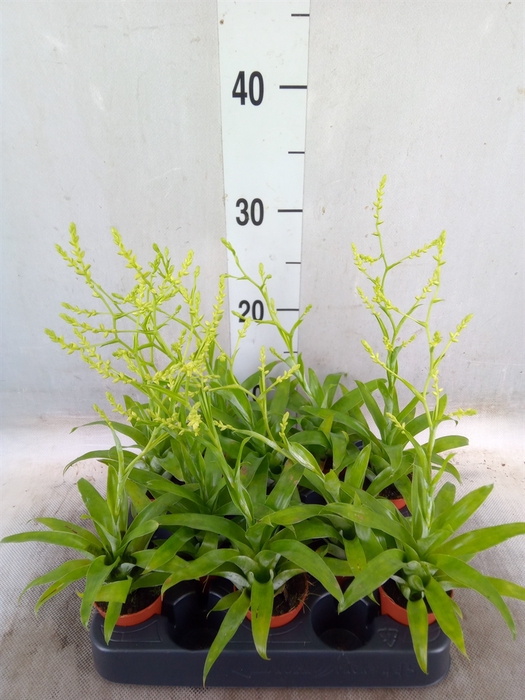 <h4>Catopsis morreniana</h4>