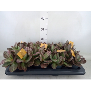 Kalanchoe humilis 'Surpris Desert'