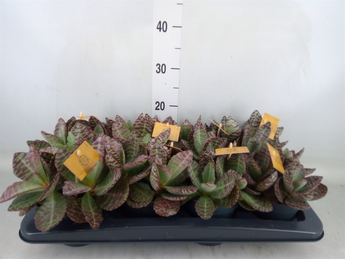 <h4>Kalanchoe humilis 'Surpris Desert'</h4>