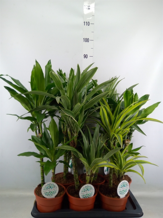 <h4>Dracaena fr de   ...</h4>