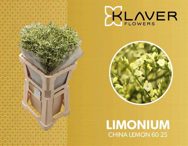 <h4>LIM SIN CHINA LEMON</h4>