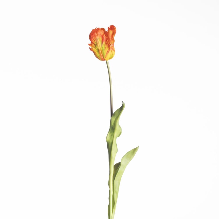 <h4>AF Tulip Parrot L60cm Orange</h4>