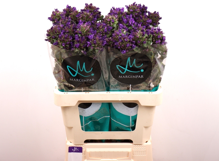 <h4>CAMP GL BENOVA BLUE</h4>