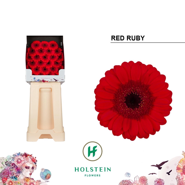 <h4>Germini Red Ruby Diamond</h4>