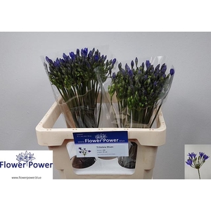 Tritteleia Blues Flower Power