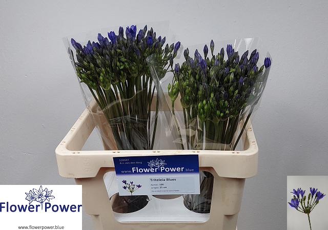 <h4>Tritteleia Blues Flower Power</h4>