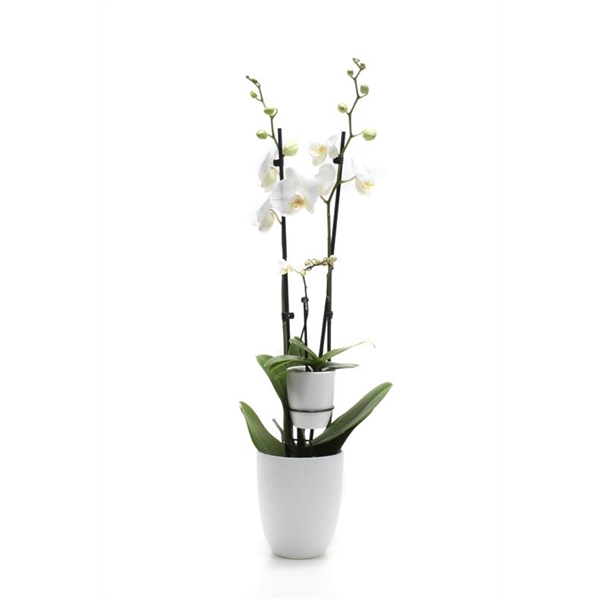 <h4>Hugo White Phal Wit 2T+ Tiny Dolls 1T</h4>