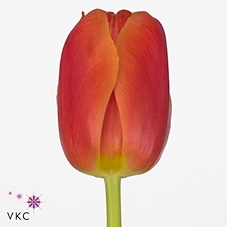Tulipa do icoon