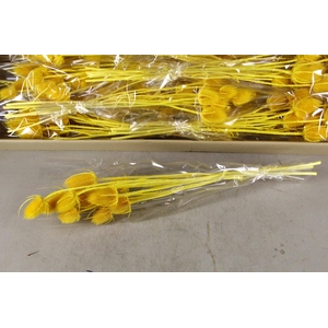 DF Dipsacus Yellow Bs 130g