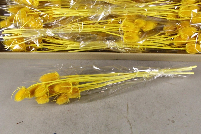 <h4>DF Dipsacus Yellow Bs 130g</h4>