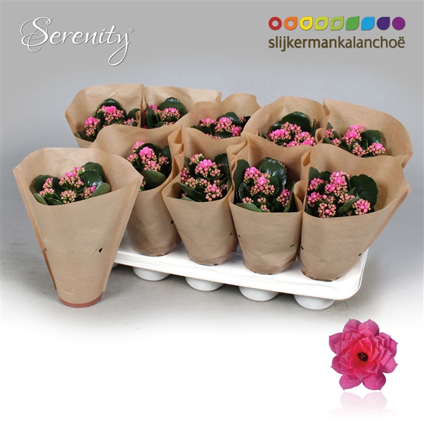 <h4>Kal Serenity Pink Papersleeve</h4>