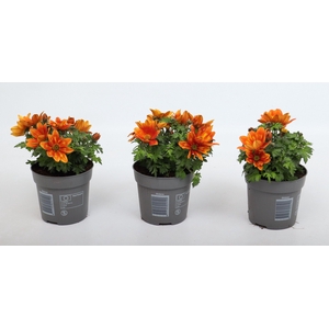 Bidens 2 Teeth Orange Yellow Brush