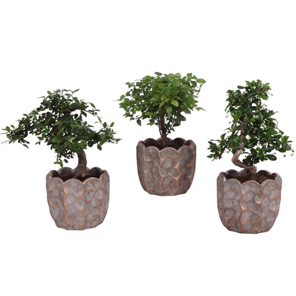 <h4>Bonsai Indoor Mix Ø12cm Mix B/S Shape in Ø 15cm Ceramic PL670</h4>