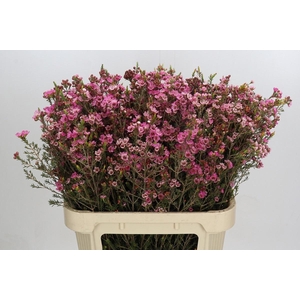 CHAME SARAH'S DELIGHT