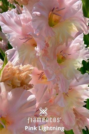 <h4>GLAD GR PINK LIGHTNING</h4>